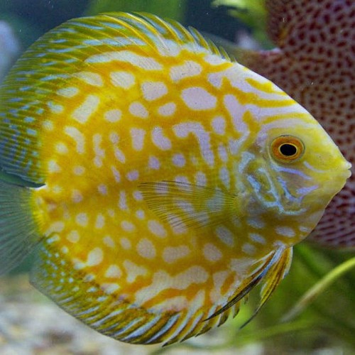 S.discus   Discus pigeon bld yellow 6-7
